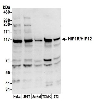Rabbit anti-HIP1R/HIP12 Antibody, Affinity Purified