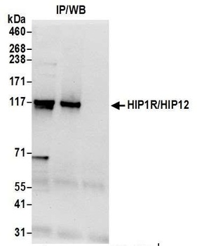 Rabbit anti-HIP1R/HIP12 Antibody, Affinity Purified