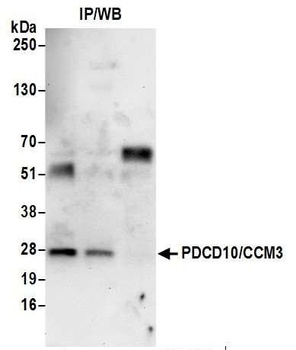 Rabbit anti-PDCD10/CCM3 Antibody, Affinity Purified