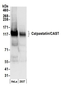 Rabbit anti-Calpastatin/CAST Antibody, Affinity Purified