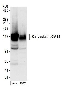 Rabbit anti-Calpastatin/CAST Antibody, Affinity Purified