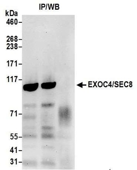 Rabbit anti-EXOC4/SEC8 Antibody, Affinity Purified