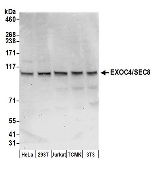 Rabbit anti-EXOC4/SEC8 Antibody, Affinity Purified