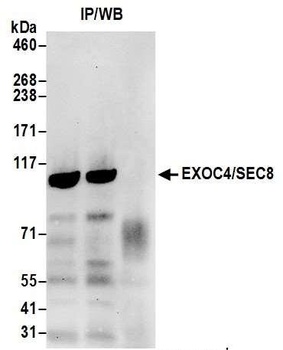 Rabbit anti-EXOC4/SEC8 Antibody, Affinity Purified