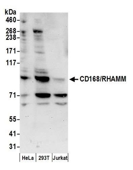 Rabbit anti-CD168/RHAMM Antibody, Affinity Purified