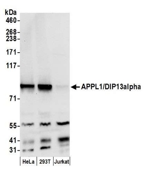 Rabbit anti-APPL1/DIP13alpha Antibody, Affinity Purified