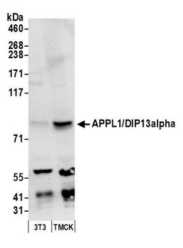 Rabbit anti-APPL1/DIP13alpha Antibody, Affinity Purified