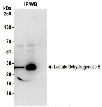 Rabbit anti-Lactate Dehydrogenase B/LDHB Antibody, Affinity Purified
