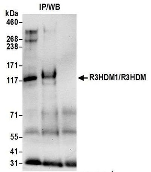 Rabbit anti-R3HDM1/R3HDM Antibody, Affinity Purified