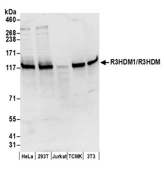 Rabbit anti-R3HDM1/R3HDM Antibody, Affinity Purified