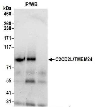 Rabbit anti-C2CD2L/TMEM24 Antibody, Affinity Purified