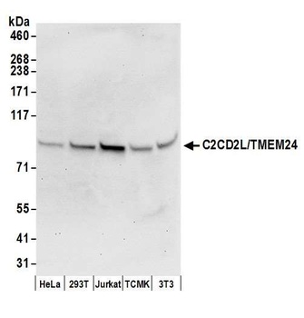 Rabbit anti-C2CD2L/TMEM24 Antibody, Affinity Purified