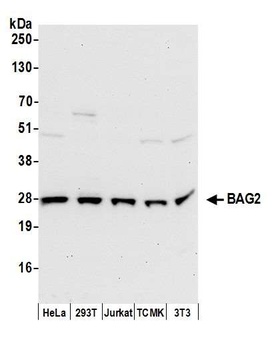 Rabbit anti-BAG2 Antibody, Affinity Purified