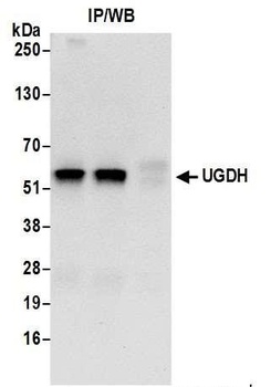 Rabbit anti-UGDH Antibody, Affinity Purified