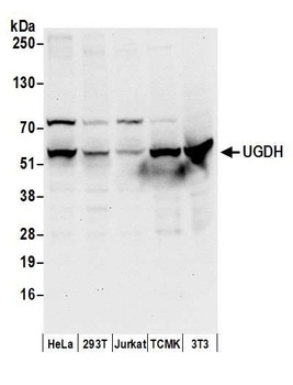 Rabbit anti-UGDH Antibody, Affinity Purified