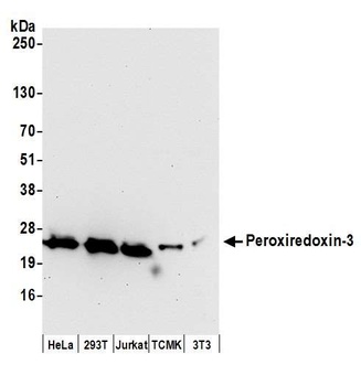 Rabbit anti-Peroxiredoxin-3 Antibody, Affinity Purified