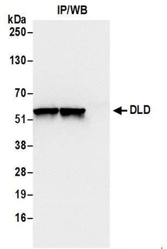 Rabbit anti-DLD Antibody, Affinity Purified