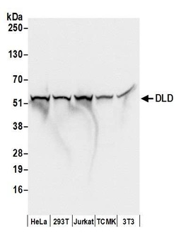 Rabbit anti-DLD Antibody, Affinity Purified