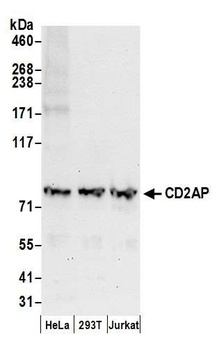 Rabbit anti-CD2AP Antibody, Affinity Purified