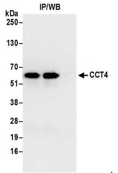 Rabbit anti-CCT4 Antibody, Affinity Purified