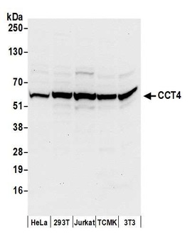 Rabbit anti-CCT4 Antibody, Affinity Purified