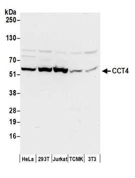 Rabbit anti-CCT4 Antibody, Affinity Purified