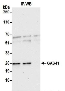 Rabbit anti-GAS41 Antibody, Affinity Purified