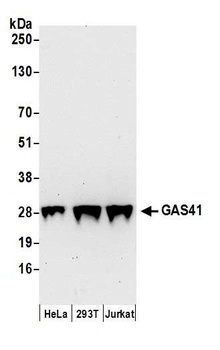 Rabbit anti-GAS41 Antibody, Affinity Purified