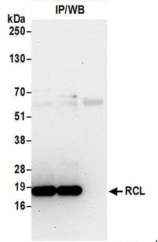 Rabbit anti-RCL Antibody, Affinity Purified