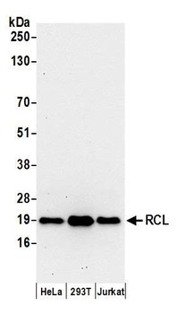 Rabbit anti-RCL Antibody, Affinity Purified