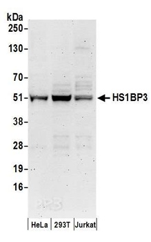 Rabbit anti-HS1BP3 Antibody, Affinity Purified