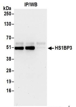 Rabbit anti-HS1BP3 Antibody, Affinity Purified
