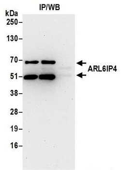 Rabbit anti-ARL6IP4 Antibody, Affinity Purified