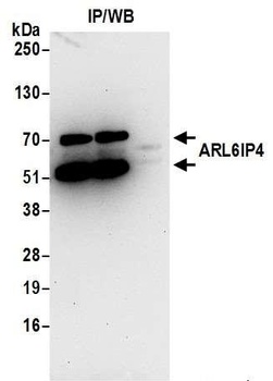 Rabbit anti-ARL6IP4 Antibody, Affinity Purified