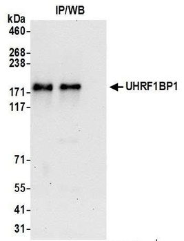 Rabbit anti-UHRF1BP1 Antibody, Affinity Purified