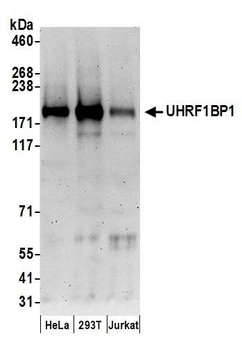 Rabbit anti-UHRF1BP1 Antibody, Affinity Purified