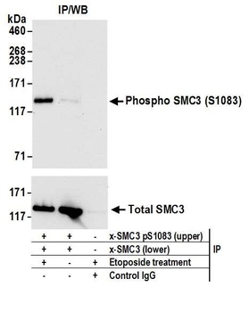 Rabbit anti-Phospho SMC3 (S1083) Antibody, Affinity Purified