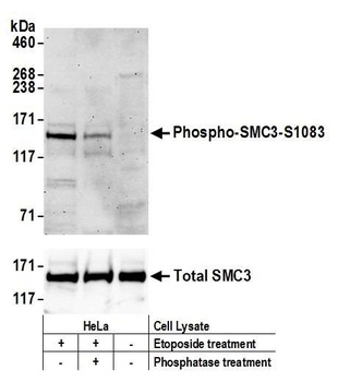 Rabbit anti-Phospho SMC3 (S1083) Antibody, Affinity Purified