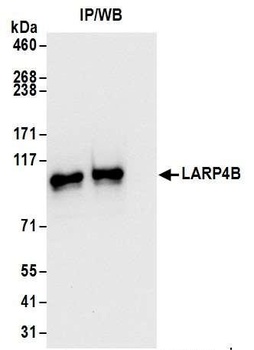 Rabbit anti-LARP4B Antibody, Affinity Purified