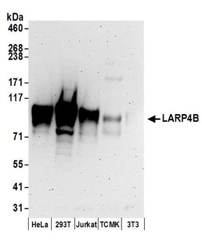 Rabbit anti-LARP4B Antibody, Affinity Purified