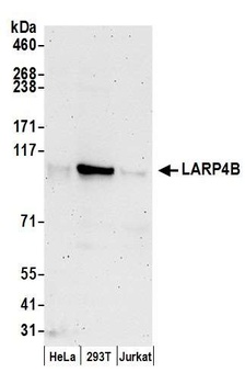 Rabbit anti-LARP4B Antibody, Affinity Purified