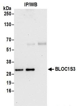 Rabbit anti-BLOC1S3 Antibody, Affinity Purified