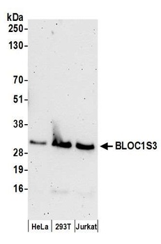 Rabbit anti-BLOC1S3 Antibody, Affinity Purified