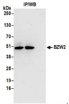 Rabbit anti-BZW2 Antibody, Affinity Purified