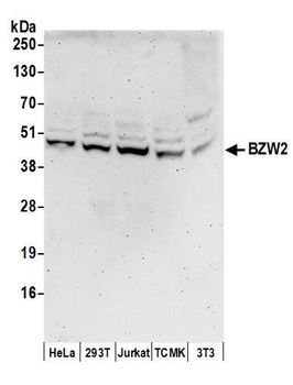 Rabbit anti-BZW2 Antibody, Affinity Purified