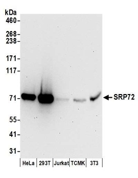 Rabbit anti-SRP72 Antibody, Affinity Purified