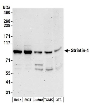 Rabbit anti-Striatin-4 Antibody, Affinity Purified