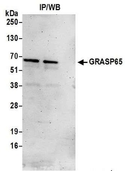 Rabbit anti-GRASP65 Antibody, Affinity Purified