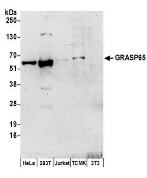 Rabbit anti-GRASP65 Antibody, Affinity Purified