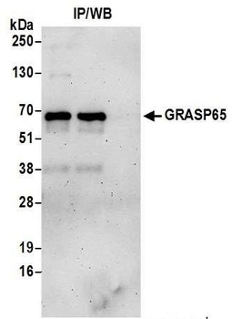 Rabbit anti-GRASP65 Antibody, Affinity Purified